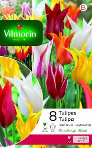 Tulipe fleur de lis en Mélange (x8)